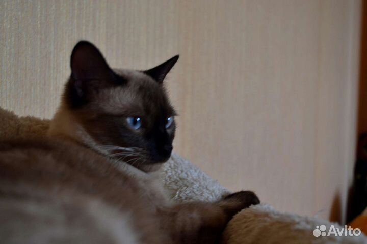 Тайская кошка вязка