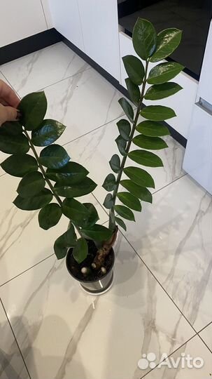 Замиокулькас