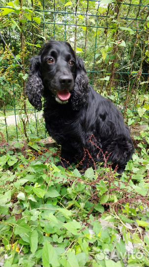 Кокер спаниель