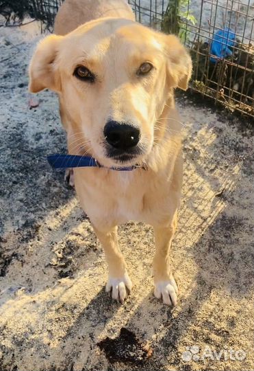 Собака в добрые руки