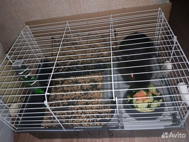 Продам кролика с клеткой