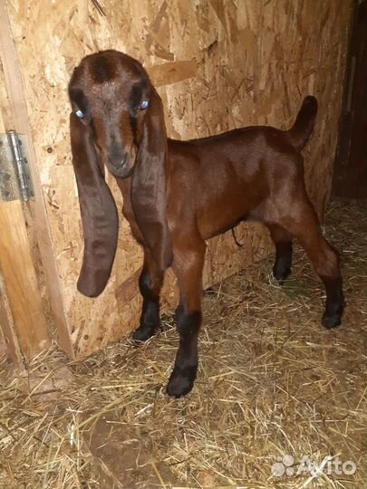 Козлята камори чистопородные