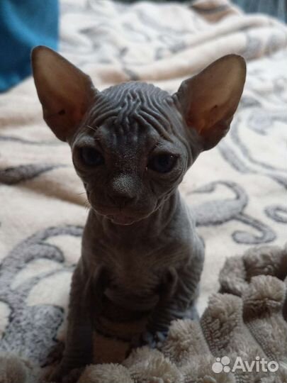 Канадский сфинкс котенок девочка