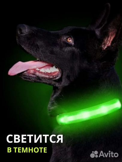 Светящийся ощейник