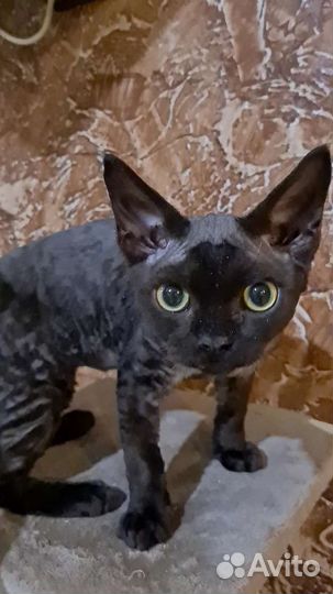 Ласковые девон-рексики