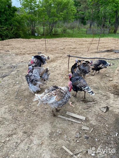 Индюки индюшки