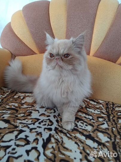 Персидская кошка