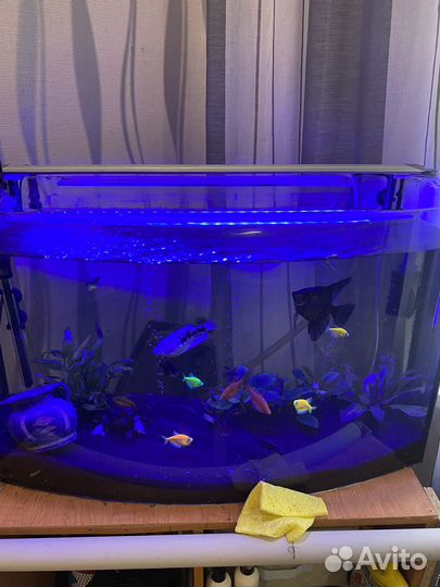 Свет лампа для аквариума и автокормушка тетра