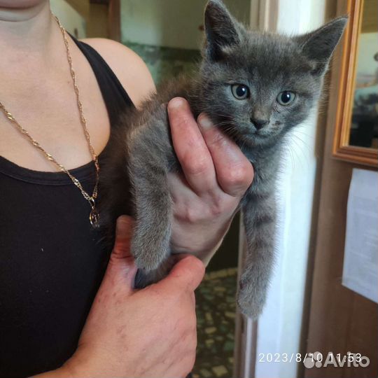 Кошка в дар