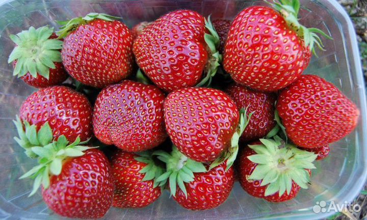 Саженцы ремонтантной клубники Мармелад