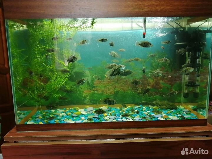 Аквариумые рыбки