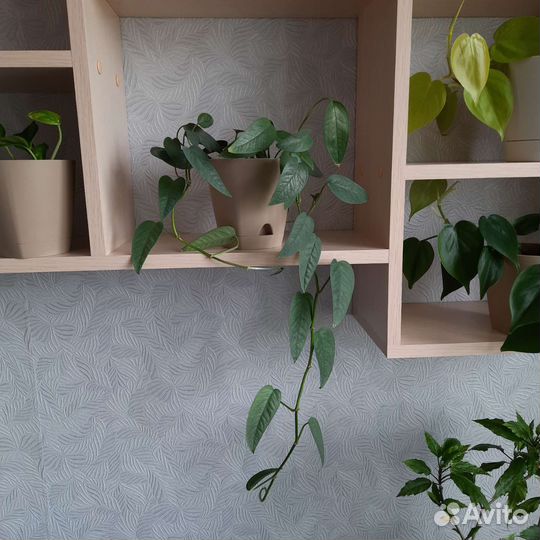 Сциндапсус (эпипремнум)