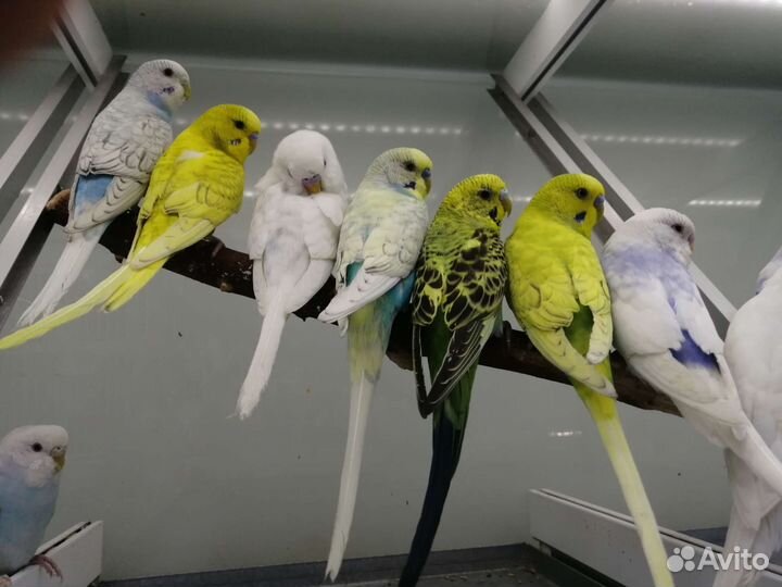 Птенцы волнистый попугай, Корелла, Розелла