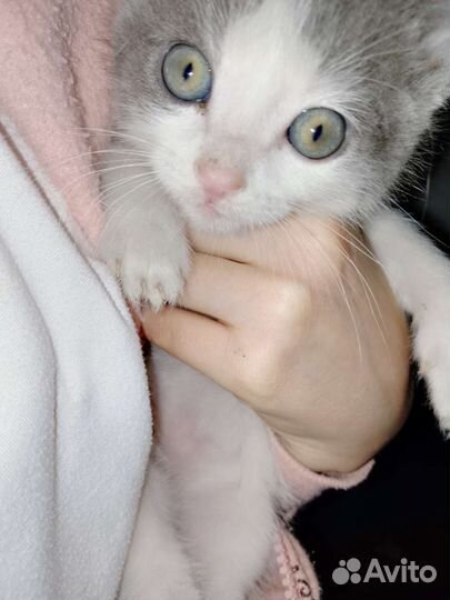 Котенок