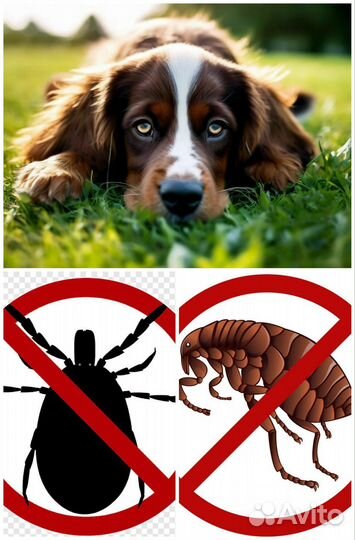 Ветеринарный врач на дом