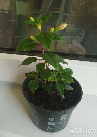 Фуксии Veenlust и Bella Sophia