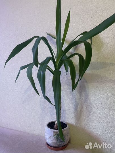Юкка домашнее растение