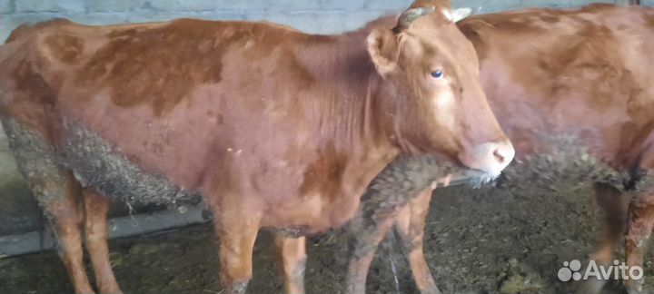 Телки стельные