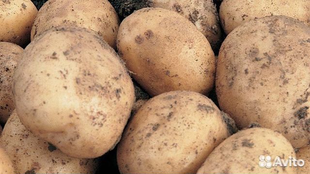 Продам картофель Санте