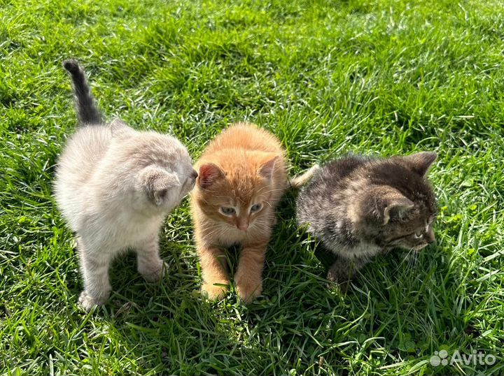 Котенок в дар бесплатно