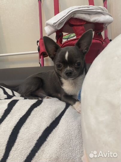 Вязка Чихахуа