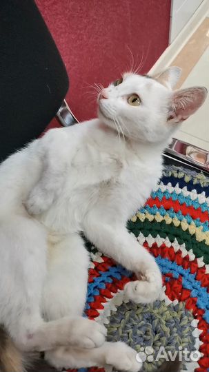 Молодая кошечка