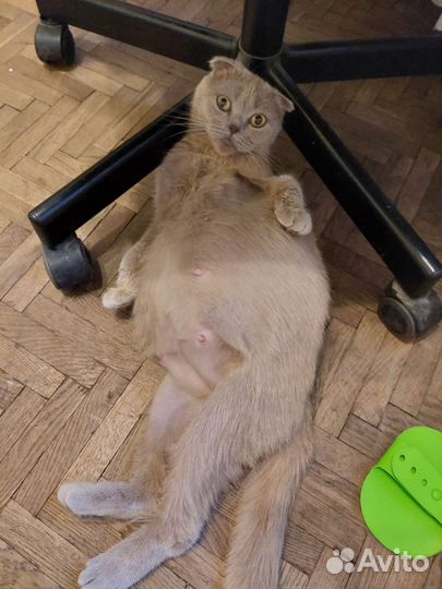 Британская кошка