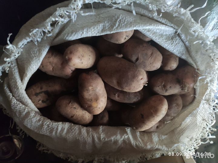 Продам картофель