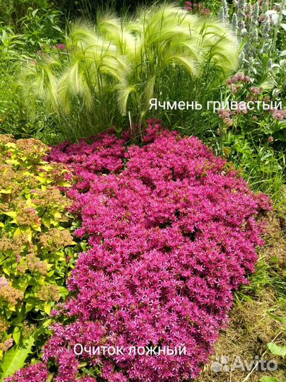 Цветы многолетние