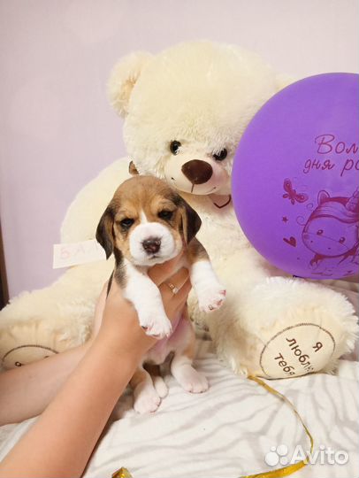 Щенки бигль