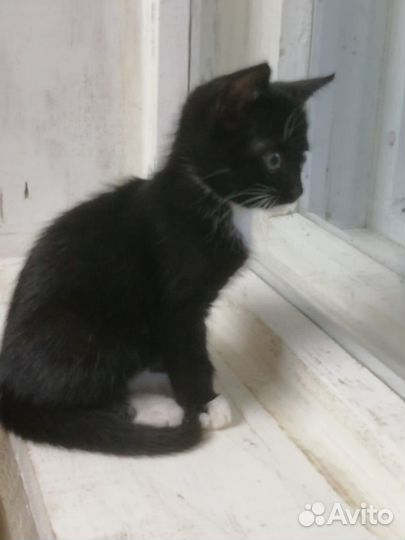 Отдам котенка в добрые руки