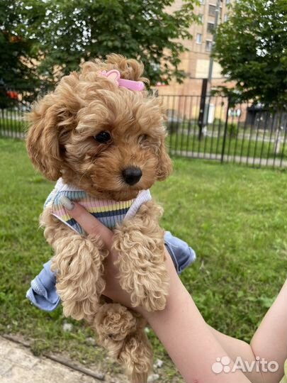 Мальтипу девочка-кокетка