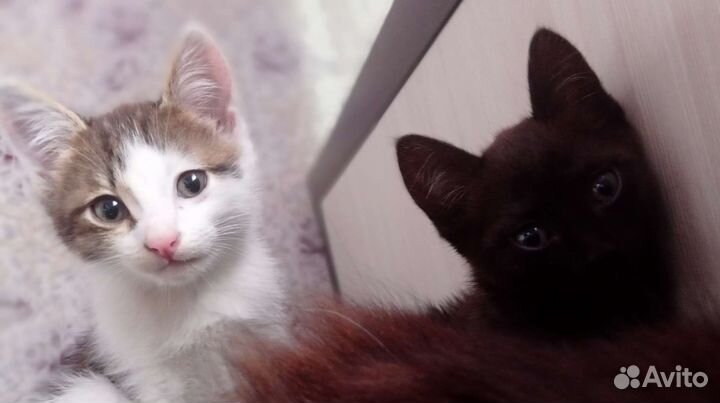 Кошечка в добрые руки