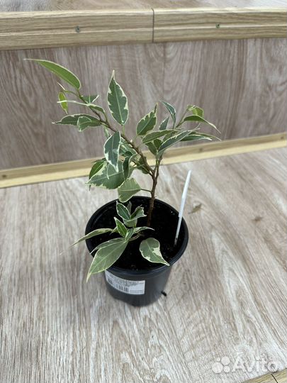 Фикус бенджамина