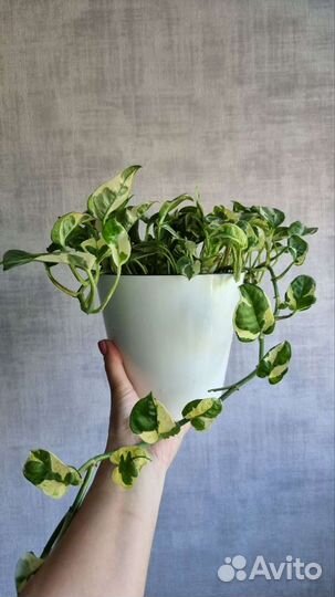 Сциндаптус Джой большой