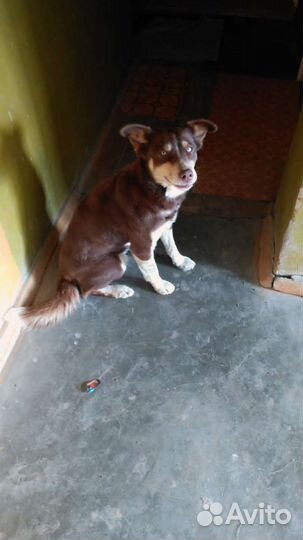 Домашние животные собаки бесплатно