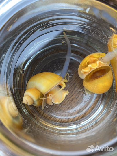 Улитки аквариумные ампулярии