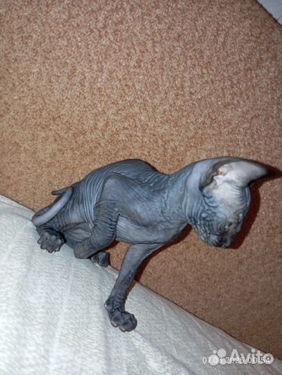 Канадский сфинкс котенок