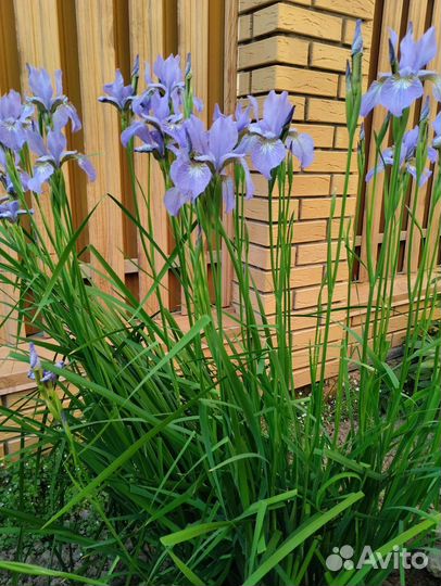 Ирисы сортовые