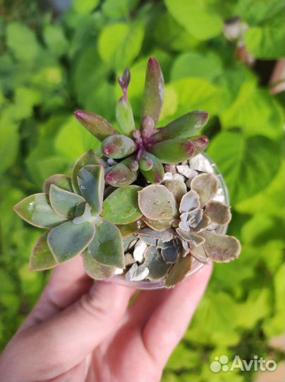 Суккуленты микс