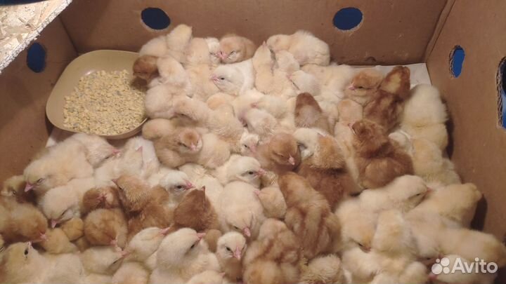 Суточные цыплята, куры