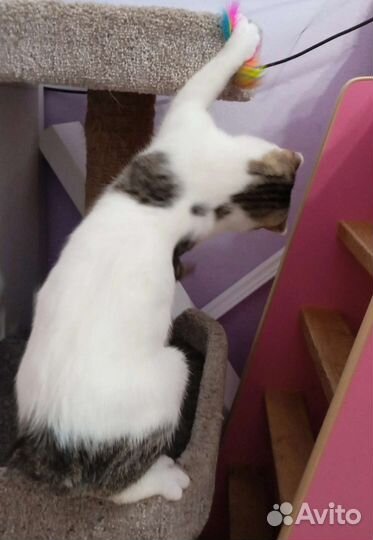 Уникальный котенок без хвоста