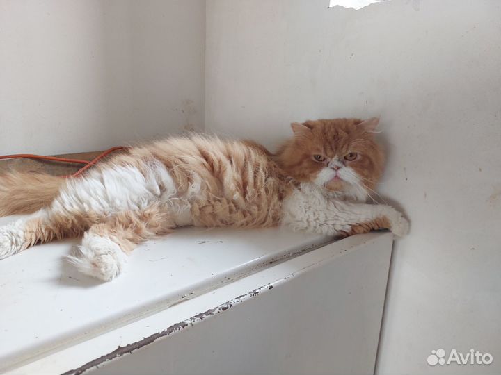 Отдам в добрые руки породистых кота кошку и котят