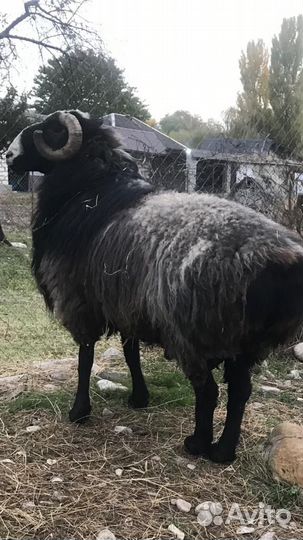 Баран гиссарской породы, 3,5 года