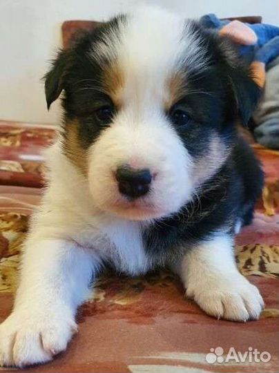 Щенки бордер-колли