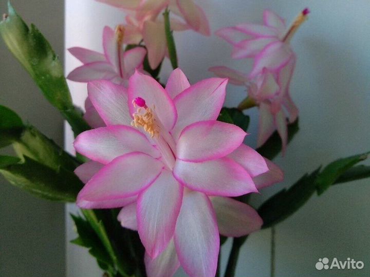 Укорененный Декабрист Epic Star редкий сорт срез