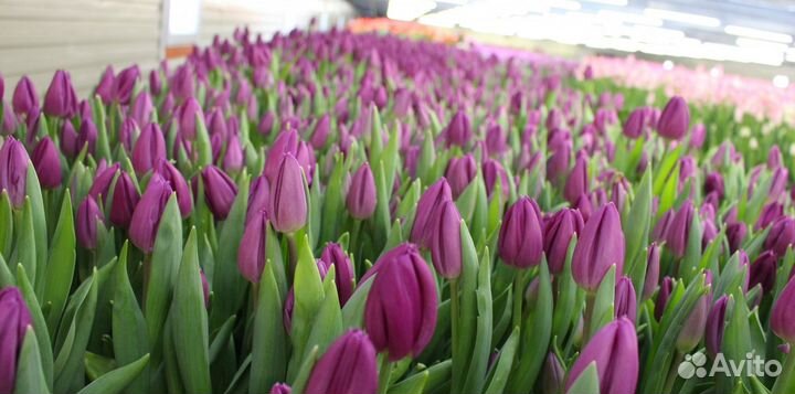 Тюльпаны срезка опт от производителя
