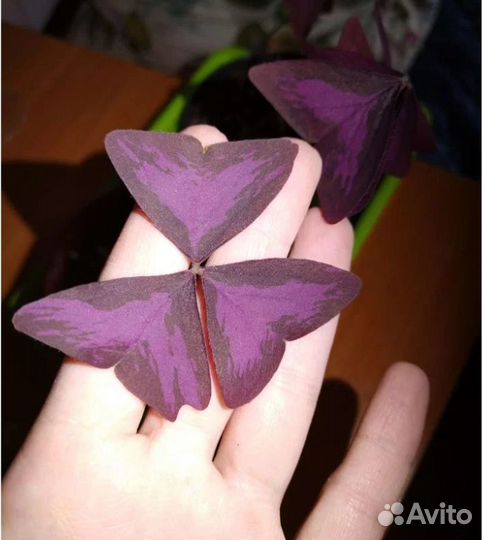 Кислица Оксалис