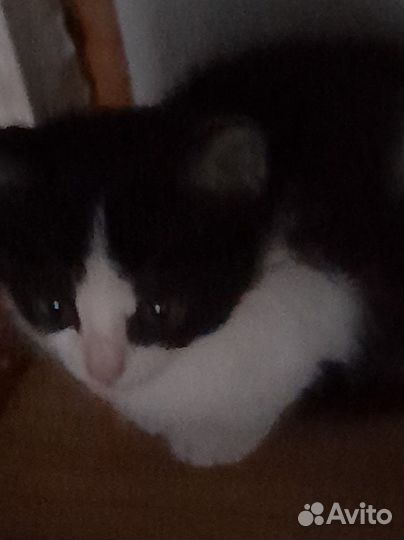 Котята мальчики в добрые руки