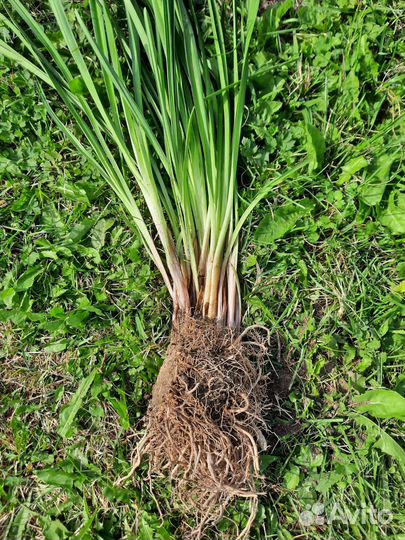 Фиалка, герань, хлорофитум, пеперомия, лилейник